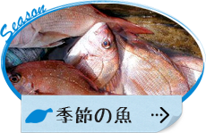 季節の魚