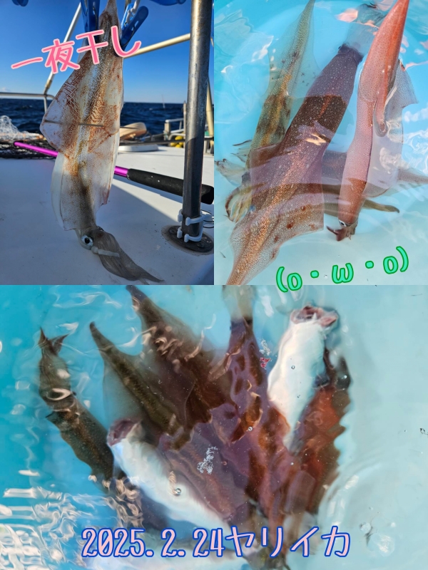 2025年2月24日(月)ヤリイカ🦑