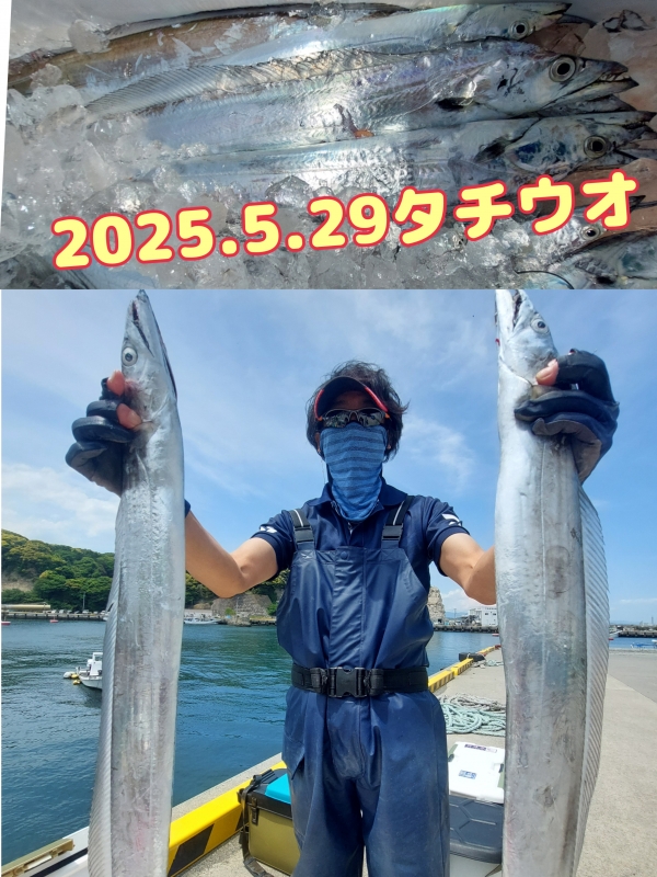 2025年5月29日(木)タチウオ