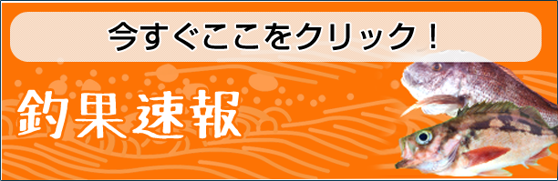 釣果速報