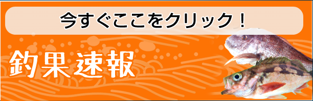 釣果速報
